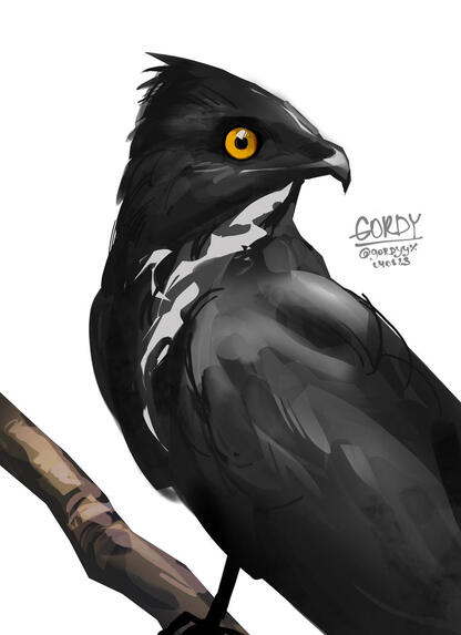 Staring bird Staring bird