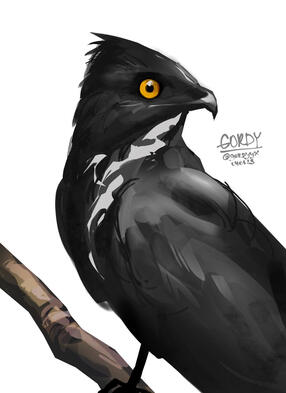 Staring bird Staring bird